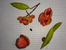Hojas, frutos y semillas de palo víbora (<i>Tabernaemontana catharinensis</i>)<br>Foto: Gastón